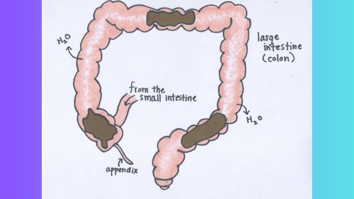 Poop: The Best Indicator Of Our Health I Healthy Poop